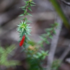 Epacris impressa at Budawang, NSW - 29 Sep 2019