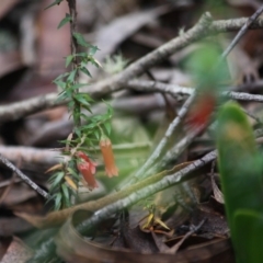 Epacris impressa at Budawang, NSW - 29 Sep 2019 03:17 PM