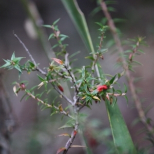 Epacris impressa at Budawang, NSW - 29 Sep 2019 03:17 PM