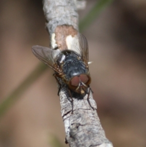 Calliphora sp. (genus) at Budawang, NSW - 29 Sep 2019