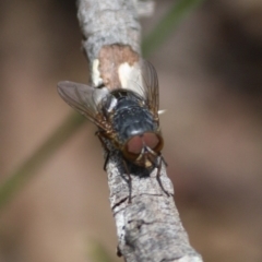 Calliphora sp. (genus) (Unidentified blowfly) at Budawang, NSW - 29 Sep 2019 by LisaH