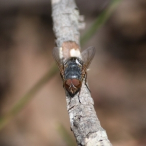 Calliphora sp. (genus) at Budawang, NSW - 29 Sep 2019
