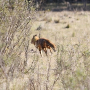 Vulpes vulpes at Mongarlowe, NSW - 29 Sep 2019