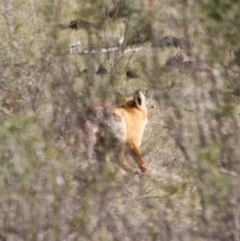 Vulpes vulpes at Mongarlowe, NSW - 29 Sep 2019