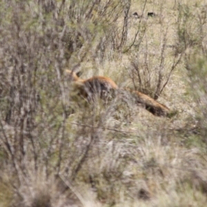 Vulpes vulpes at Mongarlowe, NSW - 29 Sep 2019