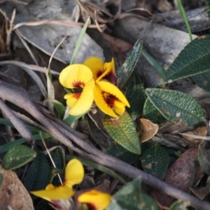 Mirbelia platylobioides at Mongarlowe, NSW - 29 Sep 2019 06:36 PM