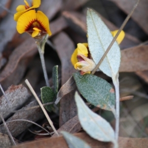 Mirbelia platylobioides at Mongarlowe, NSW - 29 Sep 2019 06:36 PM