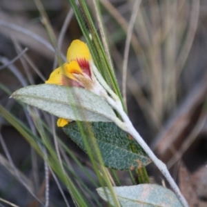 Mirbelia platylobioides at Mongarlowe, NSW - 29 Sep 2019 06:36 PM