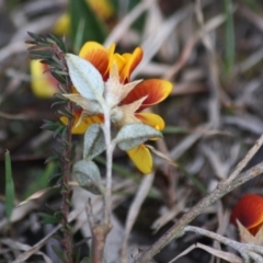 Mirbelia platylobioides at Mongarlowe, NSW - 29 Sep 2019 06:36 PM