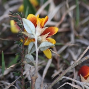 Mirbelia platylobioides at Mongarlowe, NSW - 29 Sep 2019 06:36 PM