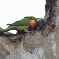 Trichoglossus moluccanus (Rainbow Lorikeet) at Hawker, ACT - 28 Sep 2019 by AlisonMilton