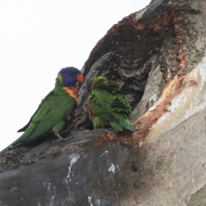 Trichoglossus moluccanus at Hawker, ACT - 29 Sep 2019