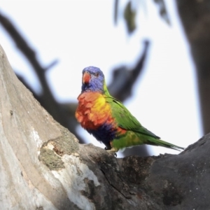 Trichoglossus moluccanus at Hawker, ACT - 29 Sep 2019