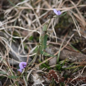 Hovea heterophylla at Mongarlowe, NSW - 29 Sep 2019 06:32 PM