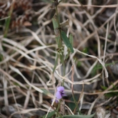 Hovea heterophylla at Mongarlowe, NSW - 29 Sep 2019 06:32 PM