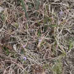 Hovea heterophylla at Mongarlowe, NSW - 29 Sep 2019 06:32 PM