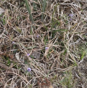 Hovea heterophylla at Mongarlowe, NSW - 29 Sep 2019 06:32 PM