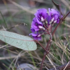 Hardenbergia violacea (False Sarsaparilla) at Mongarlowe River - 29 Sep 2019 by LisaH