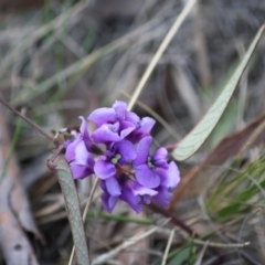 Hardenbergia violacea at Mongarlowe, NSW - 29 Sep 2019 06:03 PM