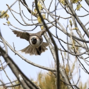 Philemon corniculatus at Hawker, ACT - 29 Sep 2019 09:13 AM