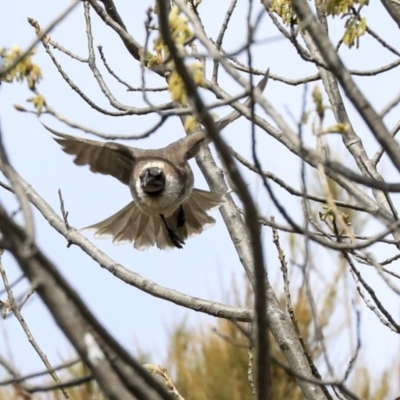 Philemon corniculatus (Noisy Friarbird) at Hawker, ACT - 28 Sep 2019 by Alison Milton