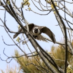 Philemon corniculatus at Hawker, ACT - 29 Sep 2019 09:13 AM