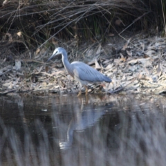 Egretta novaehollandiae (White-faced Heron) at QPRC LGA - 29 Sep 2019 by LisaH