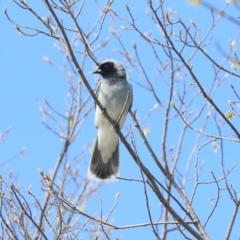 Coracina novaehollandiae (Black-faced Cuckooshrike) at Hawker, ACT - 28 Sep 2019 by Alison Milton