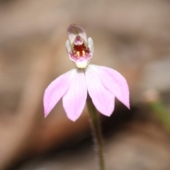 Caladenia carnea (Pink Fingers) at Budawang, NSW - 29 Sep 2019 by LisaH