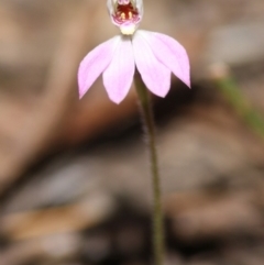 Caladenia carnea at Budawang, NSW - suppressed