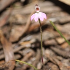 Caladenia carnea at Budawang, NSW - suppressed