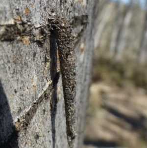 Conoeca guildingi at Hackett, ACT - 29 Sep 2019 12:00 AM