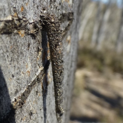 Conoeca guildingi (A case moth) at Hackett, ACT - 28 Sep 2019 by RWPurdie