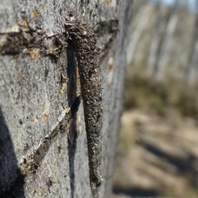 Conoeca guildingi (A case moth) at Hackett, ACT - 29 Sep 2019 by RWPurdie