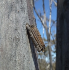 Clania lewinii & similar Casemoths (Parallel stick Case Moths) at Hackett, ACT - 29 Sep 2019 by RWPurdie