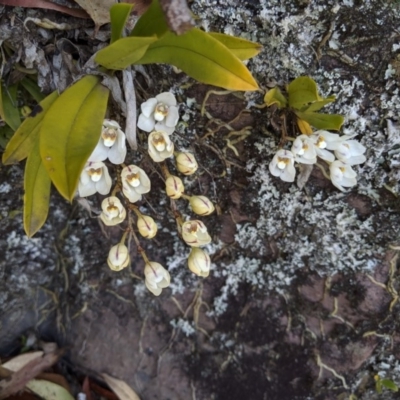 Sarcochilus falcatus (Orange Blossum Orchid) by MattM