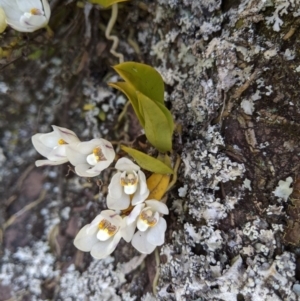 Sarcochilus falcatus at suppressed - 29 Sep 2019