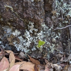 Sarcochilus falcatus at suppressed - 29 Sep 2019