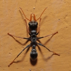 Myrmecia sp., pilosula-group (Jack jumper) at Hackett, ACT - 25 Sep 2019 by TimL