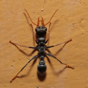 Myrmecia sp., pilosula-group at Hackett, ACT - 26 Sep 2019