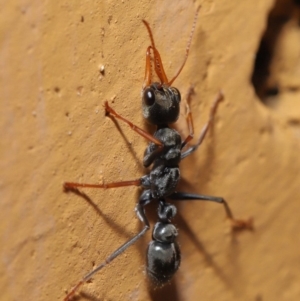 Myrmecia sp., pilosula-group at Hackett, ACT - 26 Sep 2019 09:59 AM