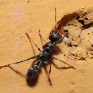 Myrmecia sp., pilosula-group at Hackett, ACT - 26 Sep 2019