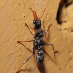 Myrmecia sp., pilosula-group at Hackett, ACT - 26 Sep 2019 09:59 AM