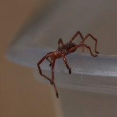 Rainbowia sp. (genus) (A mite) at Nicholls, ACT - 27 Sep 2019 by dannymccreadie