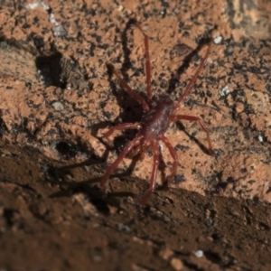 Rainbowia sp. (genus) at Nicholls, ACT - 27 Sep 2019