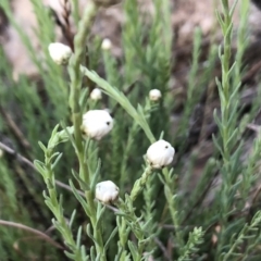 Rhodanthe anthemoides (Chamomile Sunray) at Jerrabomberra, NSW - 30 Sep 2019 by Wandiyali