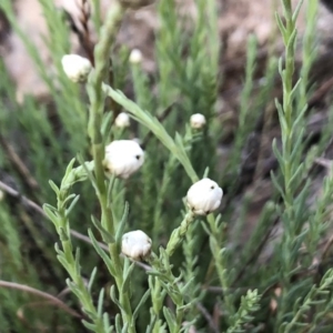 Rhodanthe anthemoides at Jerrabomberra, NSW - 30 Sep 2019 06:37 AM