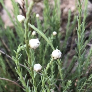 Rhodanthe anthemoides at Jerrabomberra, NSW - 30 Sep 2019