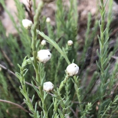 Rhodanthe anthemoides (Chamomile Sunray) at Jerrabomberra, NSW - 29 Sep 2019 by Wandiyali