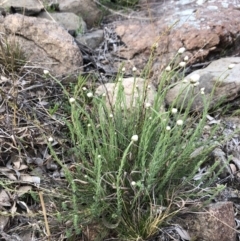 Rhodanthe anthemoides at Jerrabomberra, NSW - 30 Sep 2019 06:37 AM